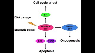 p53 a tumor suppressor protein cell cycle regulation amp prevention of cancer Part 5 on cell cycle [upl. by Amalburga]