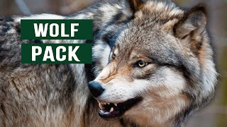 The Predatory Wolf Pack Of Yellowstone National Park  White Wolf Documentary [upl. by Eirot]