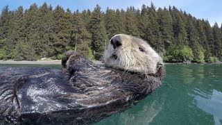 Cute overload  adorable otters [upl. by Doris]