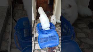 Cute cat cannot resist the temptation to sit in a box Cats love boxes cute catbehavior catvideos [upl. by Amiaj]