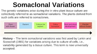 Somaclonal variation Definition History Reason application somaclone selection of somaclone [upl. by Ariela]