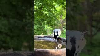 Watching the birds at the feeder waterbird nature waterbirds waterfowl wildlife [upl. by Aynosal]