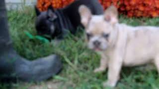 French Bulldog Puppies For Sale [upl. by Cchaddie442]