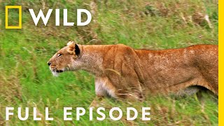 Eat Prey Kill Full Episode  Animal Fight Night [upl. by Ranson685]