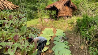 Gardening Vegetable Care Amaranth Growing Cooking 1 Month of Living Off the Grid [upl. by Airahs]