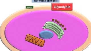 Cell Injury Reversible Changes [upl. by Younglove]