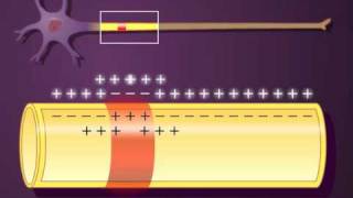 PROPAGACIÓN DEL POTENCIAL DE ACCIÓN [upl. by Lesya]