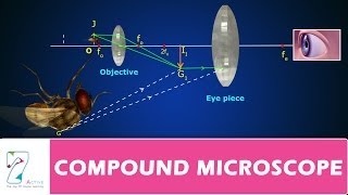 COMPOUND MICROSCOPE [upl. by Furie]