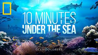 10 Minutes of Relaxing Ocean Sounds  HD Footage of Whales amp Jellyfish  OceanXplorers [upl. by Riana]