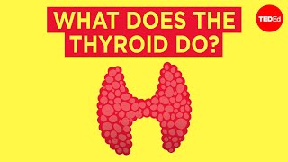 How does the thyroid manage your metabolism  Emma Bryce [upl. by Ardnuhsed]