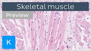 Skeletal muscle tissue and structure preview  Human Histology  Kenhub [upl. by Cecil]