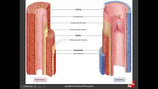 Dentistry Histology Of Organs  Chapter 11 B Circulatory System [upl. by Viafore]