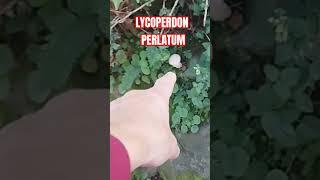 LYCOPERDON PERLATUM shorts [upl. by Carolan]