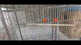 Lorikeet  Breeding  Baby Hatch [upl. by Remot]