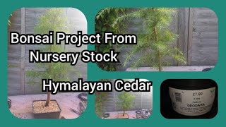 Bonsai Project From Nursery Stock Himalayan Cedar [upl. by Sherlock]