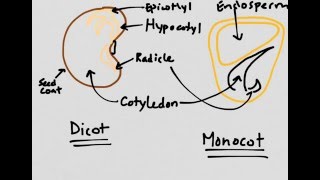 Plant Reproduction Monocots vs Dicots [upl. by Wichern103]