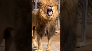 Epic fails 😅😅😅fail shortvideo viralvideo funny lion [upl. by Ydualc263]