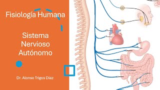 Neurofisiología  Sistema Nervioso Autónomo [upl. by Susana]