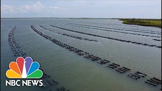 Restoring Americas Oyster Population Through Conservation amp Farming  Nightly News Films [upl. by Aitekram929]