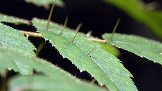 20240615  金瓜寮魚蕨步道  臺灣楤木Aralia bipinnata Blanco 刺刺地獄 [upl. by Mufi]