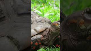 a redfooted tortoise comes to the sweet grass to eat turtle animallover [upl. by Aiyt]