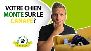 MON CHIEN MONTE SUR LE CANAPÉ COMMENT FAIRE [upl. by Mayberry]