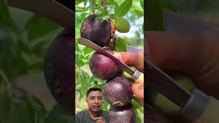 Buah manggis matang fruitsninja satisfying fruitsshow fruiting pomegranate shorts [upl. by Gerk733]