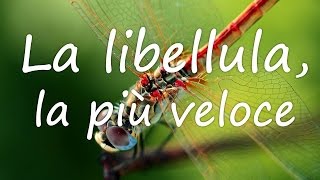 Insetti da record la libellula la più veloce [upl. by Maidy]