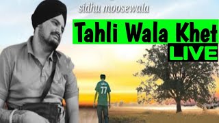 Sidhu Moose Wala New Song Tahli Wala Khet  Live  Bebak Kalam [upl. by Mcguire93]