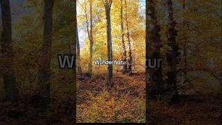 Buchenwald im Herbst 🍂🍁 ytshorts nature wanderlust [upl. by Tegirb]