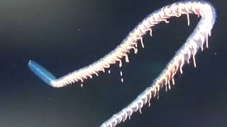 siphonophore [upl. by Ylrebmi]