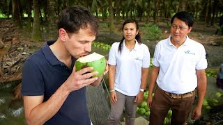 Noix de coco le fruit du paradis  Enquête sur le fruit des Tropiques [upl. by Ahso]