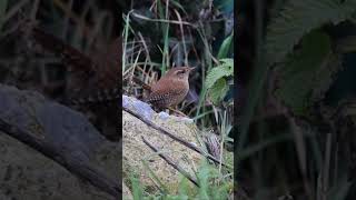 Un Adorable Troglodyte Mignon 🐦 Short video Nature 4k 2024 [upl. by Gibert423]