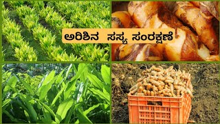 ಅರಿಶಿನ ಸಸ್ಯ ಸಂರಕ್ಷಣೆ  Turmeric disease  pest prevention and management [upl. by Raimundo]