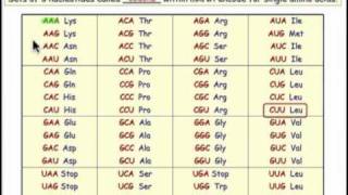 Aminoacylation Connecting Amino Acids amp tRNA [upl. by Danni]