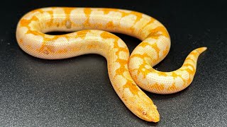 JPB Kenyan sand boa morph Explained [upl. by Netniuq334]