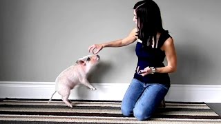 Mini Pig Shows Off His Tricks Circle Sit Stay Shake and Jump [upl. by Ariada820]