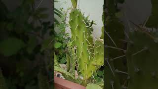 xerophytic adaptation in opuntia by Spiny Leaves [upl. by Doykos425]