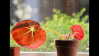 Propagating Begonia erythrophylla Beefsteak [upl. by Llekim]