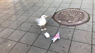 Cute bird in Oslo [upl. by Lilia437]