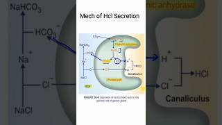 Mech of HCl secretion  GIT Physiology  MBBS 1ST YEAR [upl. by Lynnworth896]