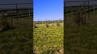 WalkWithMe Solar quotfarmquot solar naturelover shortsvideo [upl. by Amund941]