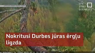 Nokritusi Durbes jūras ērgļu ligzda [upl. by Nylknarf]