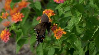 Spicebush Swallowtail Butterfly [upl. by Ennahteb]