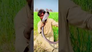 Jagga jogi naag se Bach gayishortsfeed kingcobra cuteanimal monkeybehavior animals [upl. by Medorra242]