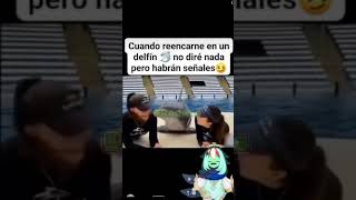 Yo como delfin humor fyp meme clips delfin [upl. by Avat]