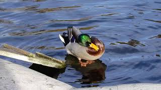 Mallard drake preening [upl. by Reviel]