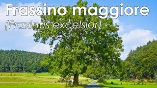 Frassino maggiore Fraxinus excelsior [upl. by Icyaj]