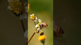 The Waggle Dance of Honeybees naturedocumentary amazingfacts honeybees [upl. by Annala390]