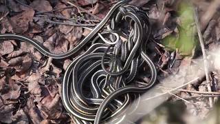 Narcisse Snake Dens Inwood Manitoba Canada [upl. by Anilasor623]